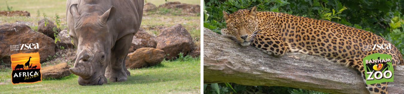 Discount days out at Banham Zoo and Africa Alive